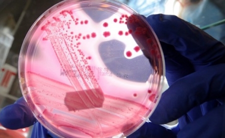 Trópusi betegségek üthetik fel a fejüket Európában a klímaváltozás miatt