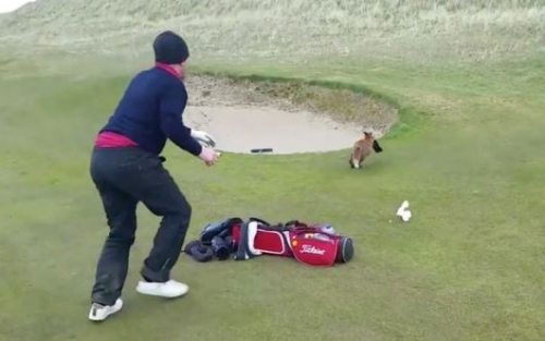 Játékos róka a golfpályán