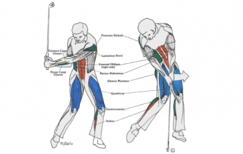 Mikor mennyi izmunk dolgozik